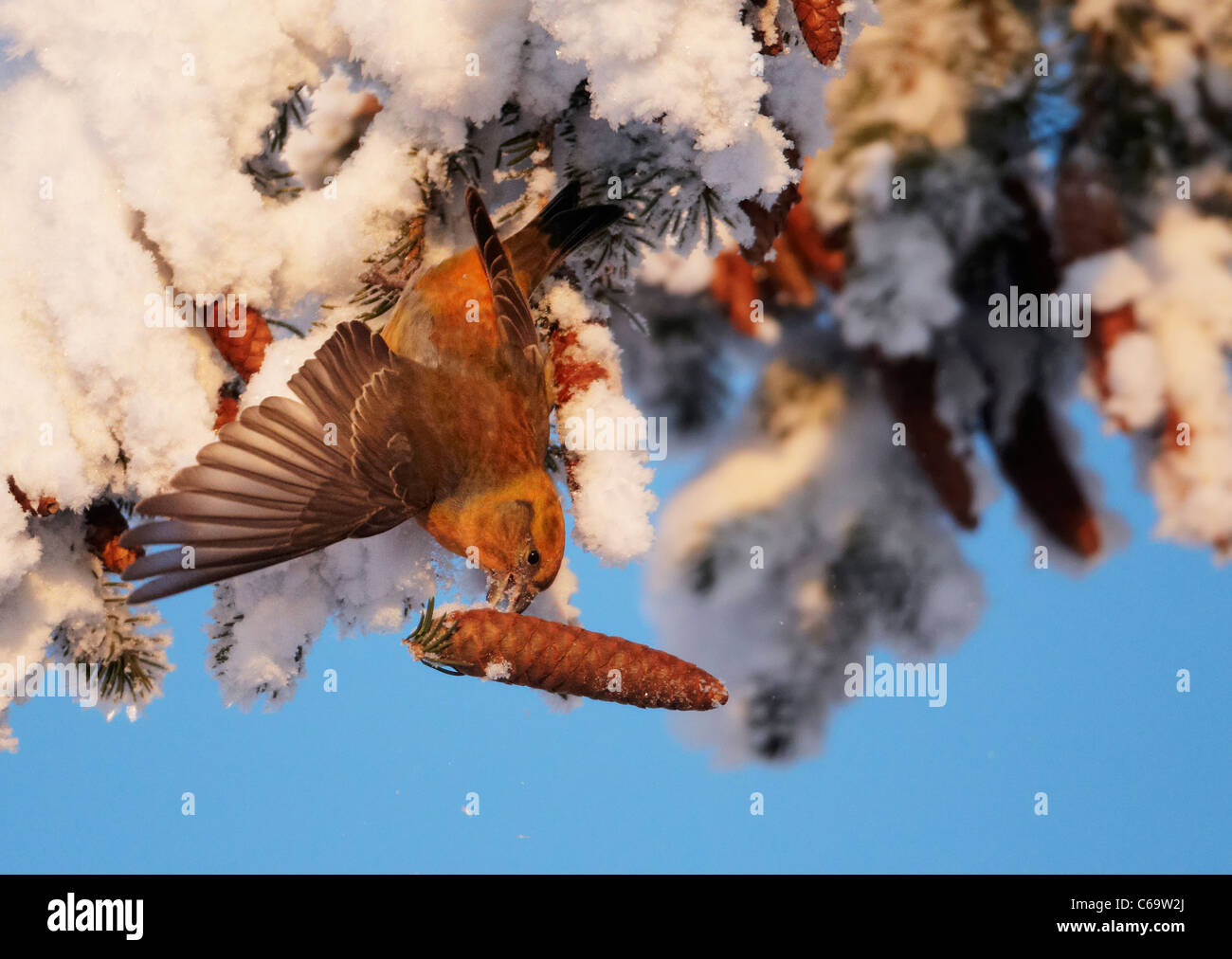 Comune, Crossbill Red Crossbill (Loxia curvirostra). Maschio-Crash immersioni subacquee al suolo con un cono di abete rosso. Foto Stock