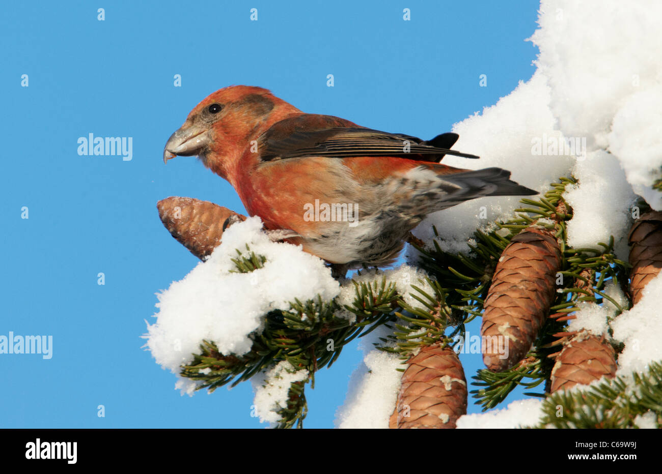 Comune, Crossbill Red Crossbill (Loxia curvirostra). Maschio di foraggio in un abete innevato. Foto Stock