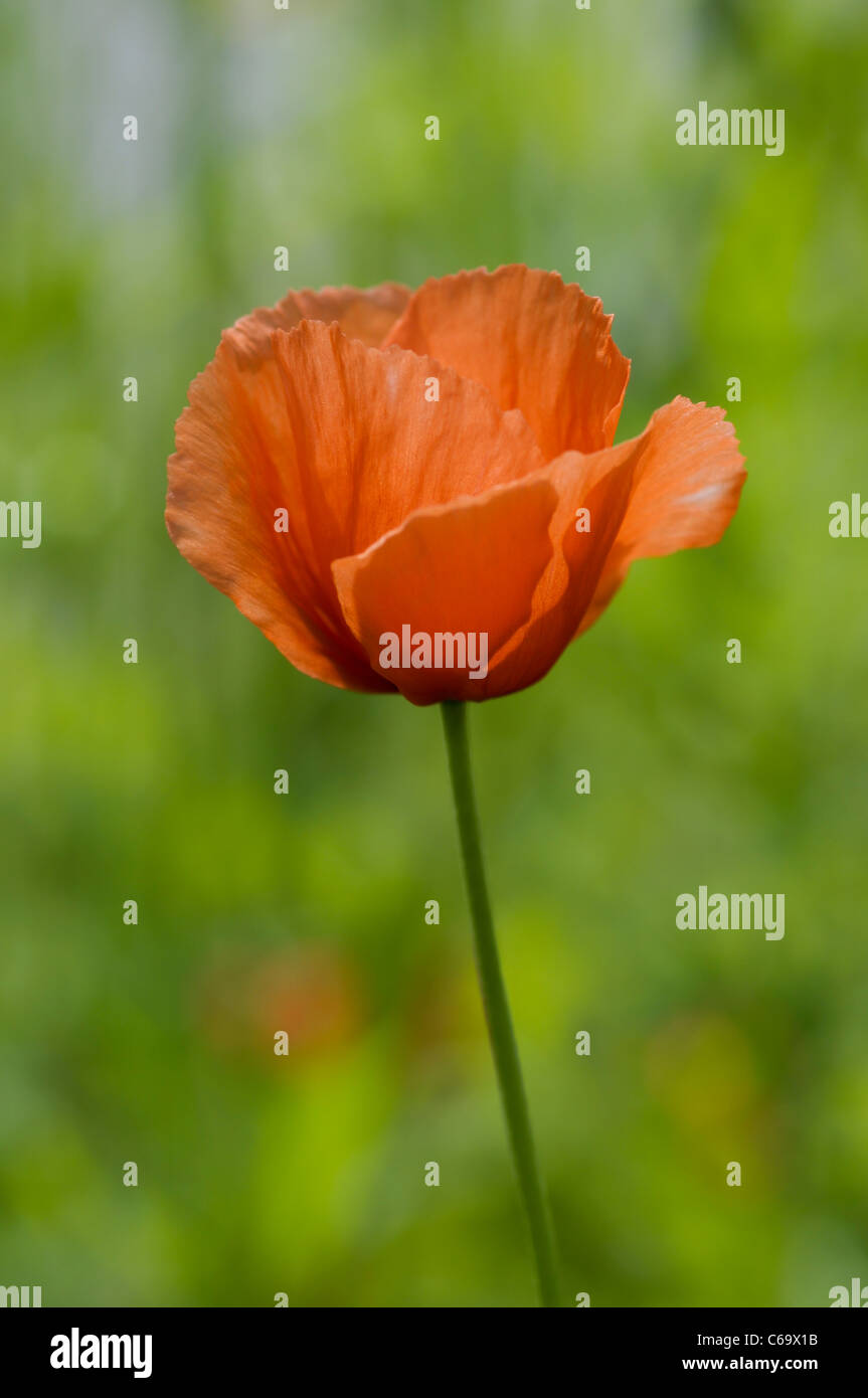 Testa lungo il papavero Foto Stock
