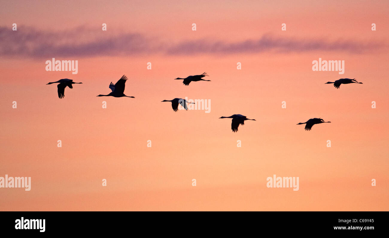 Comune, Gru Gru eurasiatica (grus grus), la migrazione di gregge in volo, visto contro un variopinto cielo mattutino. Foto Stock