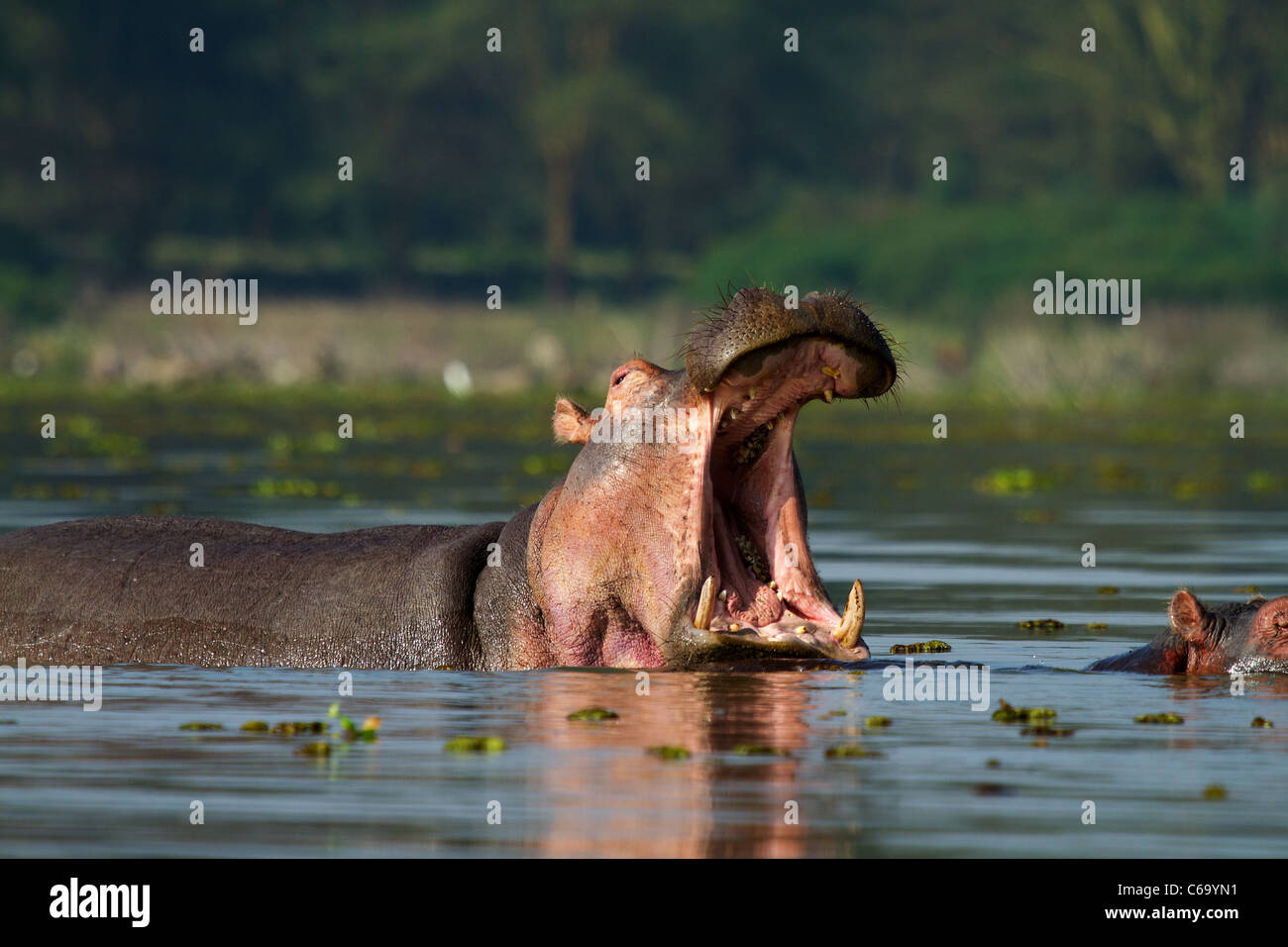 Hippo in primo piano con la bocca aperta Foto Stock