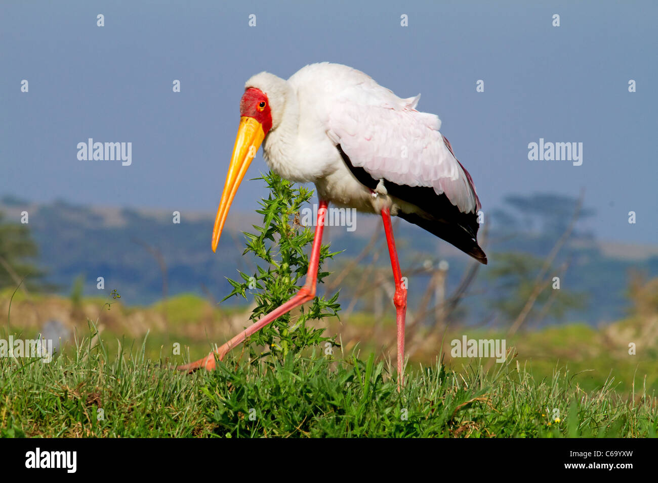 African giallo-fatturati stork uccello in primo piano Foto Stock
