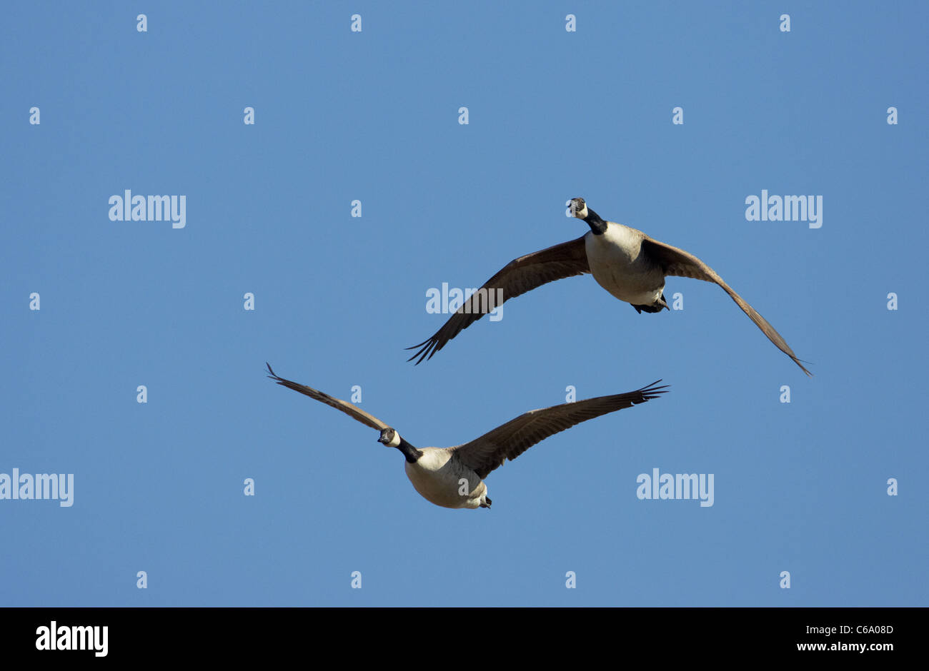 Canada Goose (Branta canadensis), coppia in volo. Foto Stock