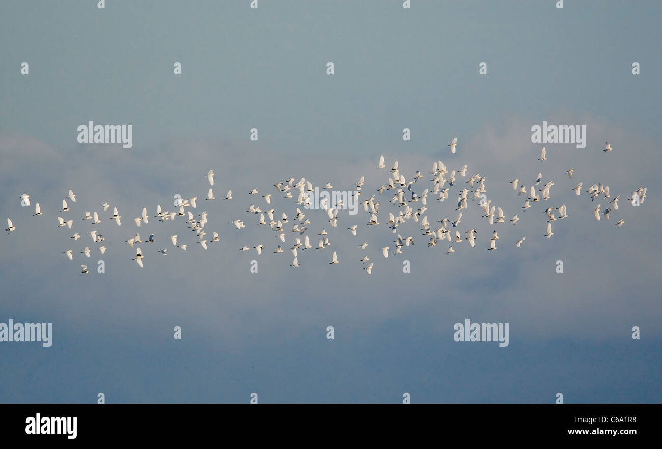 Airone guardabuoi, Buff-backed Heron (Bubulcus ibis, Ardeola ibis). Gregge in volo. Ungheria Foto Stock