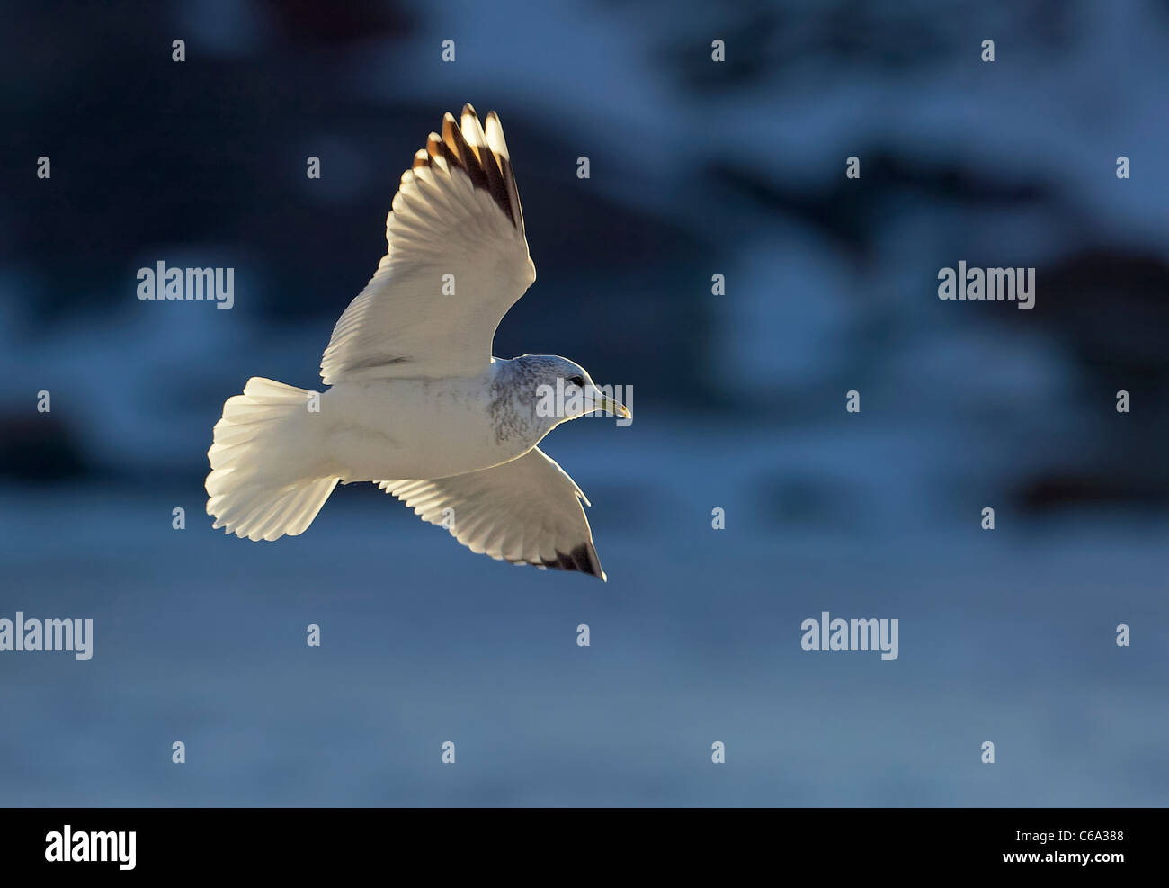 Gabbiano comune (Larus canus) in non-allevamento piumaggio in volo. Foto Stock