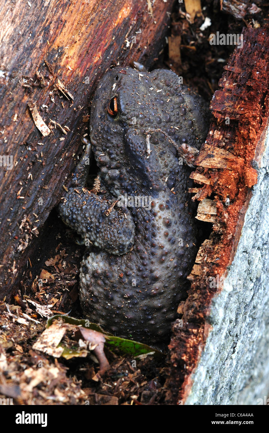 Un rospo comune (Bufo bufo) nasconde sotto il decadere la corteccia di un albero, REGNO UNITO Foto Stock