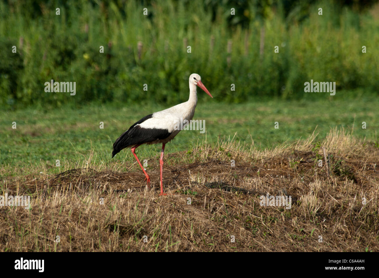 Cicogna bianca in cerca di cibo nel salvare le pianure alluvionali vicino Cigoc in Lonjsko polje Il parco di natura in Croazia. Weißstorch auf Acker. Foto Stock