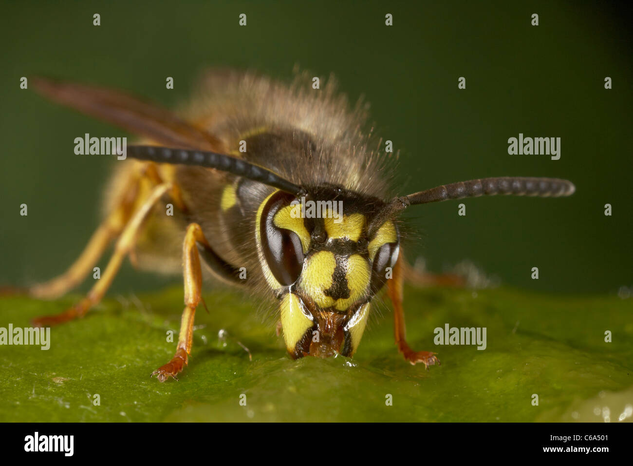 Wasp comune, Vespula vulgaris Foto Stock