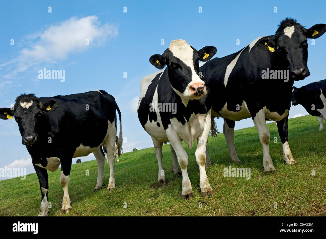 Primo piano di mandrie di mucche da latte in un campo in estate North Yorkshire Inghilterra Regno Unito Gran Bretagna Foto Stock