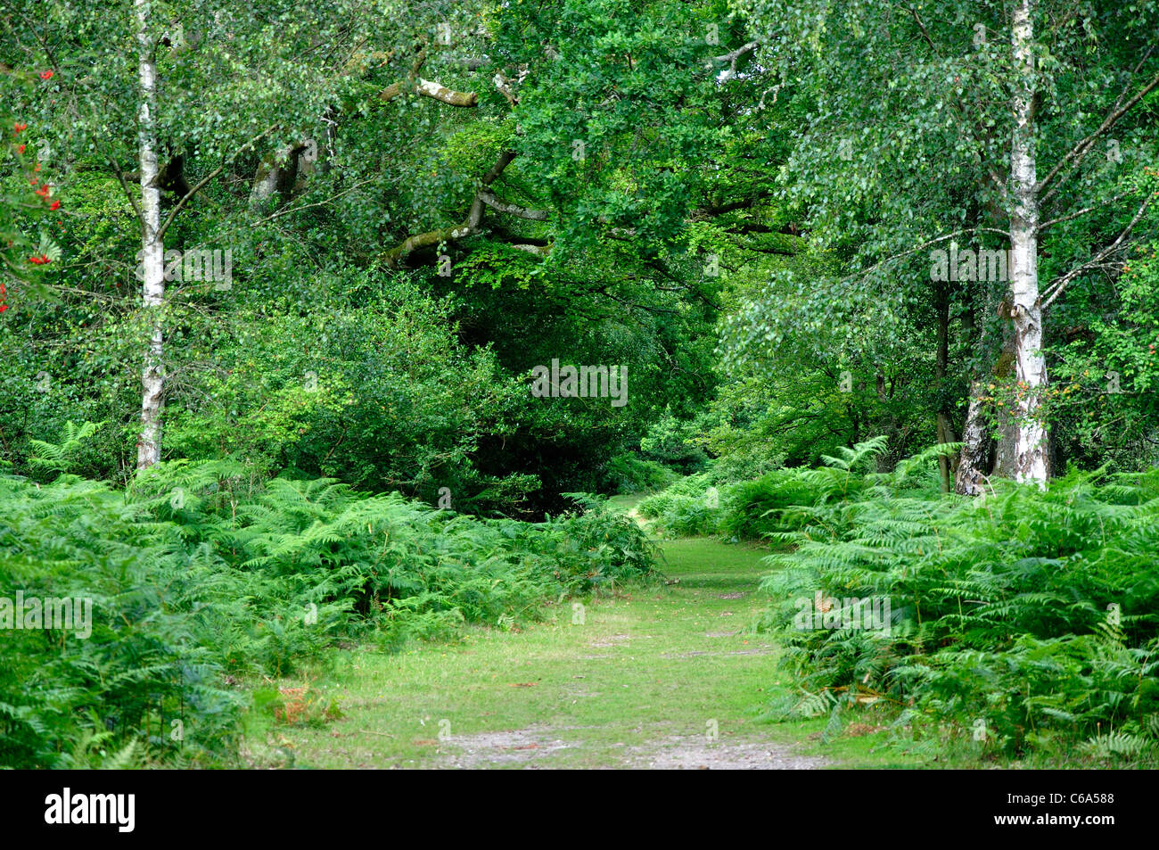 Legno Bramsahw vicino Nomansland, Nuova Foresta in estate REGNO UNITO Foto Stock