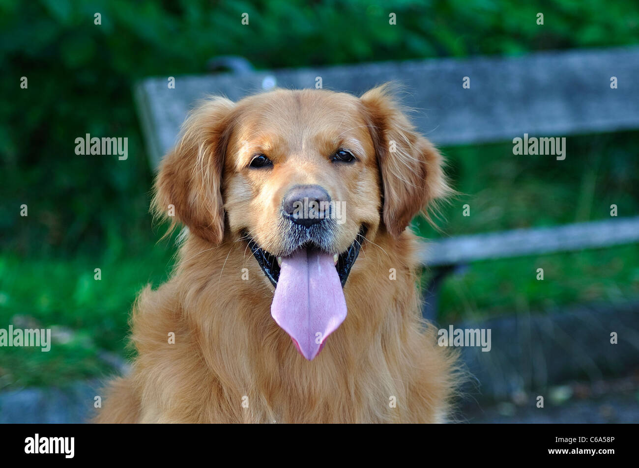 Pet; labrador;;animale cane; canine, domestic;golden Foto Stock