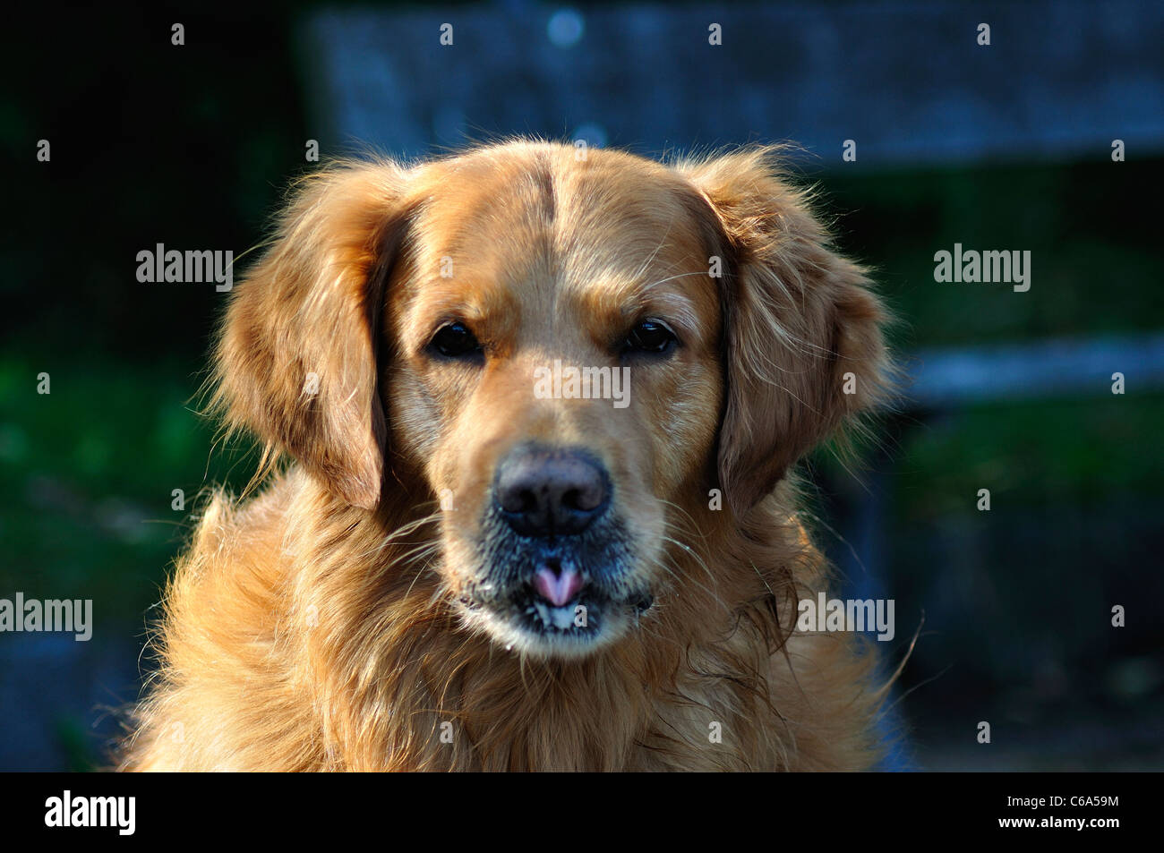 Pet; labrador;;animale cane; canine, domestic;golden Foto Stock