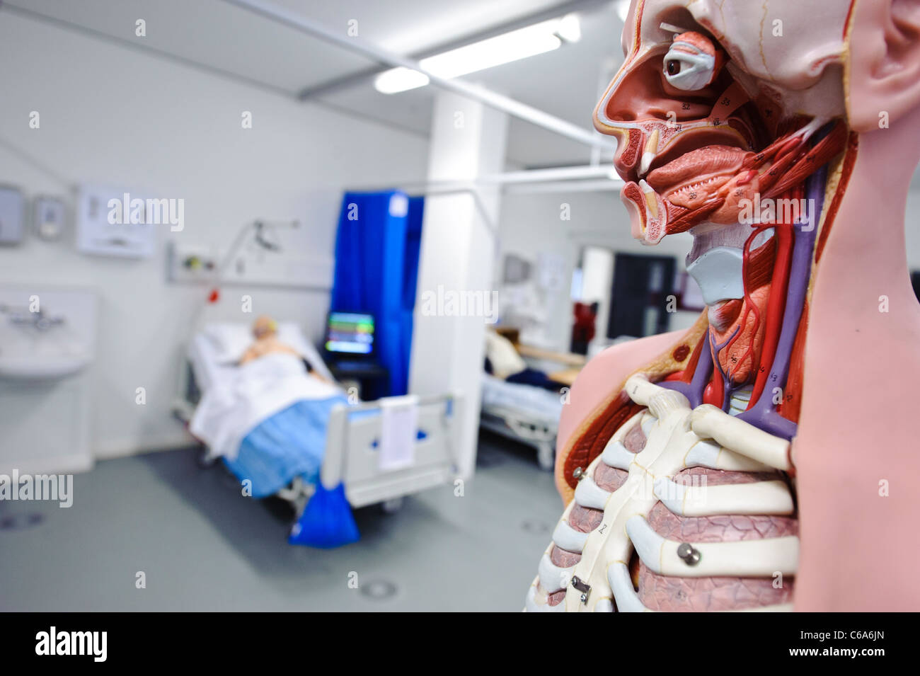 Anatomia umana modello anatomico ospedale impostando le competenze cliniche di laboratorio del paziente fittizio nel letto Foto Stock