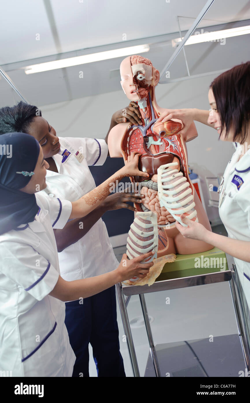 Femmina di razza mista studenti infermieri interagenti con umano modello anatomico Foto Stock