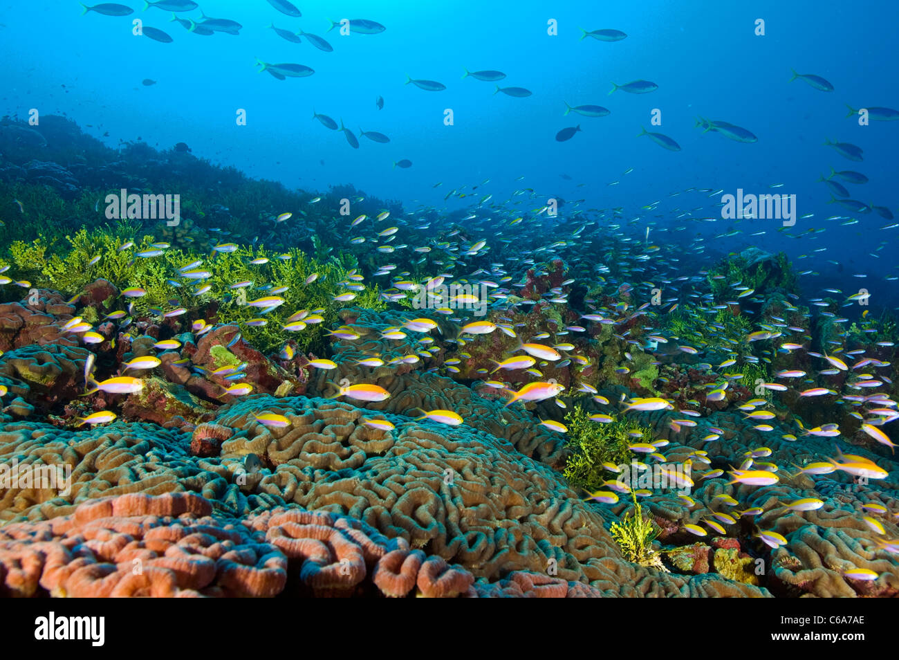 Reef scenic Kribati Sud Est del Pacifico Foto Stock