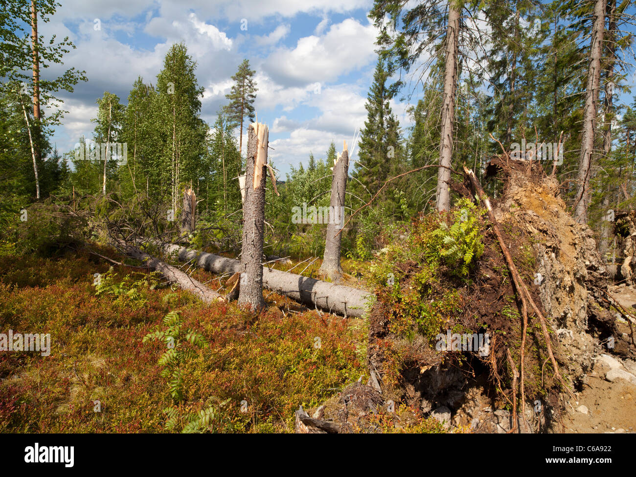 Forte vento tempesta danni nella foresta di taiga . Alberi di abete sradicati e snapati ( picea abies ) , Finlandia Foto Stock