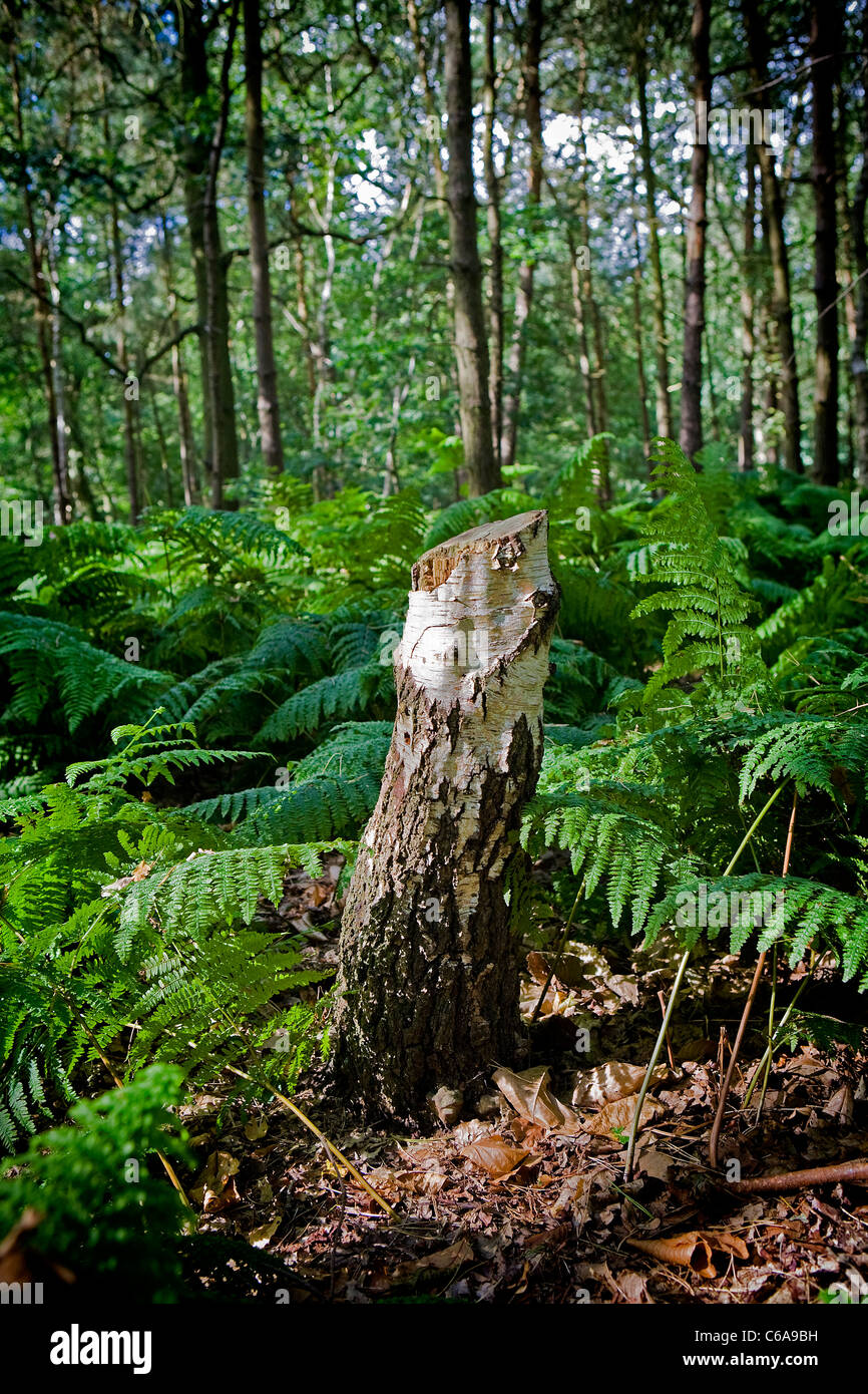 Segati verso il basso ceppo di albero nel mezzo di un bosco e circondato da felci Foto Stock