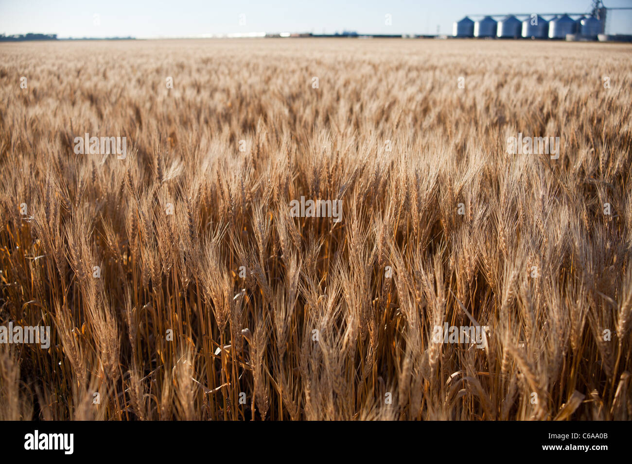 Orzo / coltivazione di grano Foto Stock