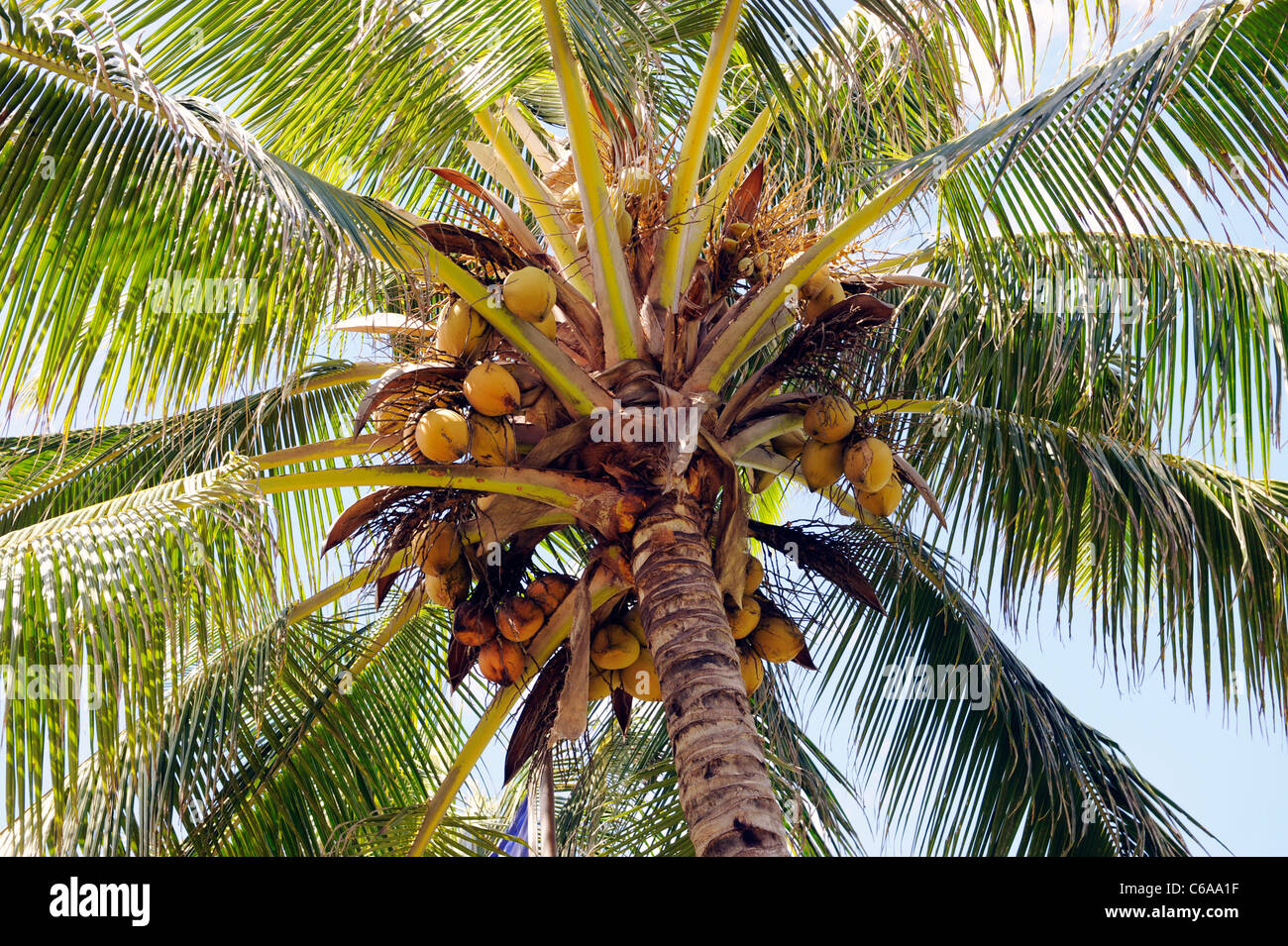 Albero di cocco Centro Culturale Polinesiano Laie Honolulu Hawaii Oahu Oceano Pacifico Foto Stock