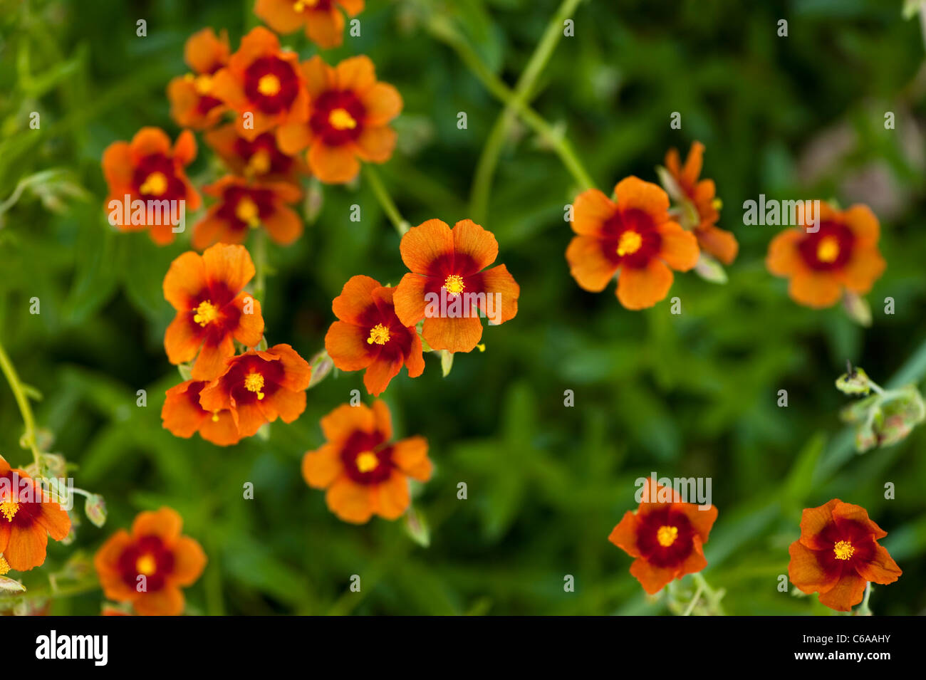 Helianthemum 'Ben Heckla', Rock Rose Foto Stock