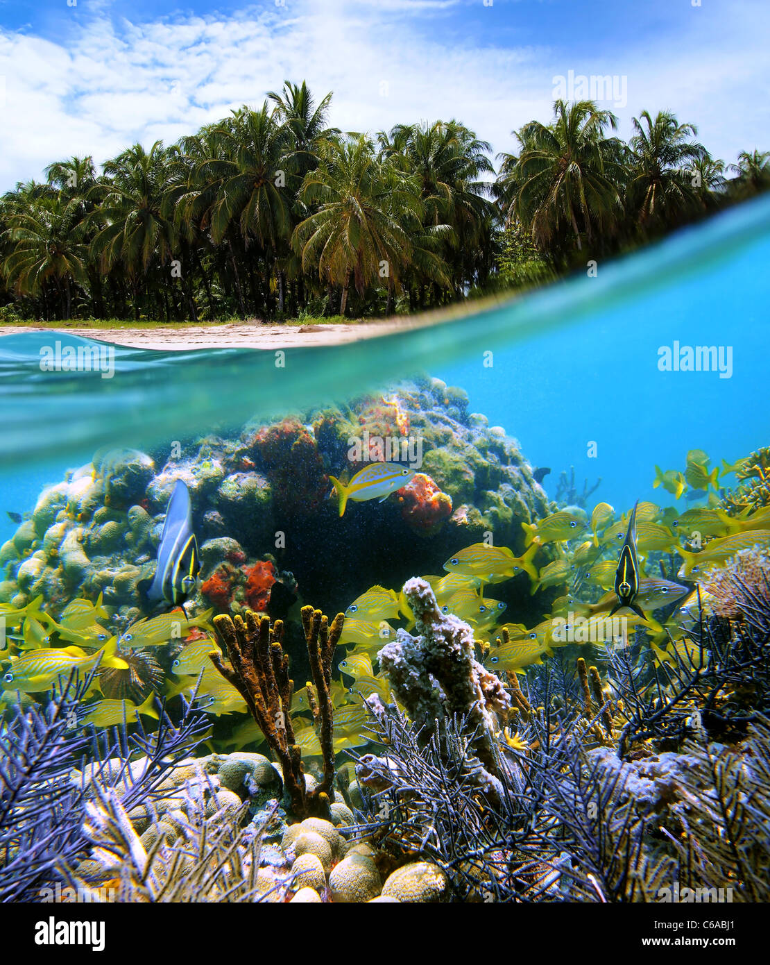 Superficie e vista subacquea con alberi di noci di cocco, sabbia, coralli e pesci, Bocas del Toro, Panama Foto Stock