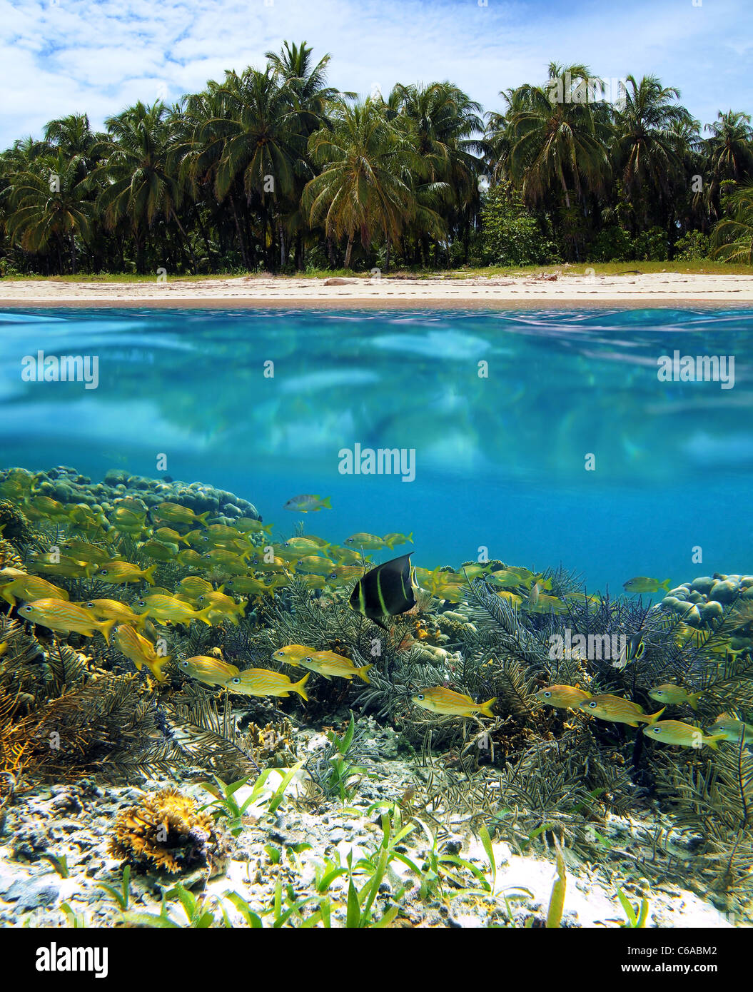 Superficie e vista subacquea con spiaggia, alberi di noci di cocco, coralli e pesci, Zapatilla isola, Bocas del Toro, Panama Foto Stock