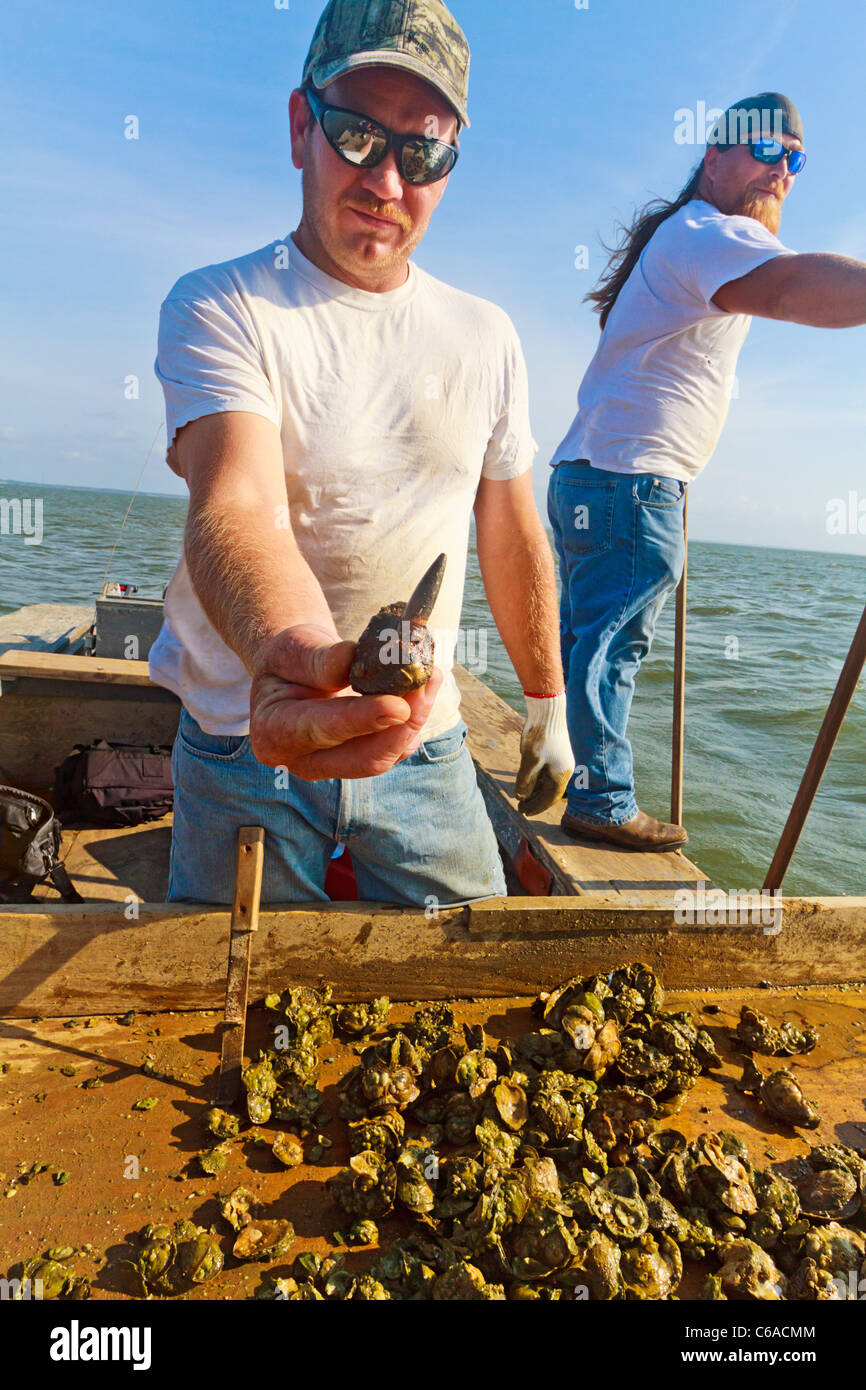 Oyster pescatore trattiene grandi bullet incorporato nel guscio di ostrica. Foto Stock