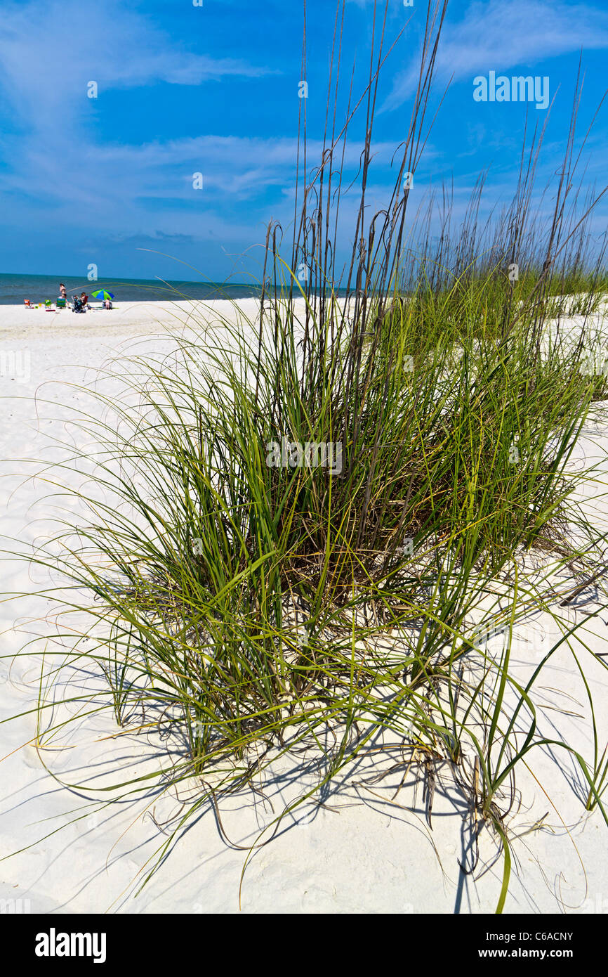 Mare di avena sulle basse dune di sabbia sul " zucchero " spiaggia di sabbia a San Giuseppe Penisola del Parco Statale di Cape San Blas, Panhandle della Florida Foto Stock