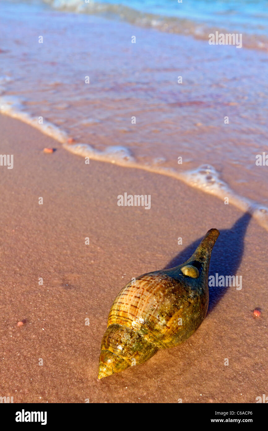 Vero tulip shell (Fasciolaria tulipa) sulla spiaggia di Isola di storta fuori del Messico Beach, Florida. Foto Stock