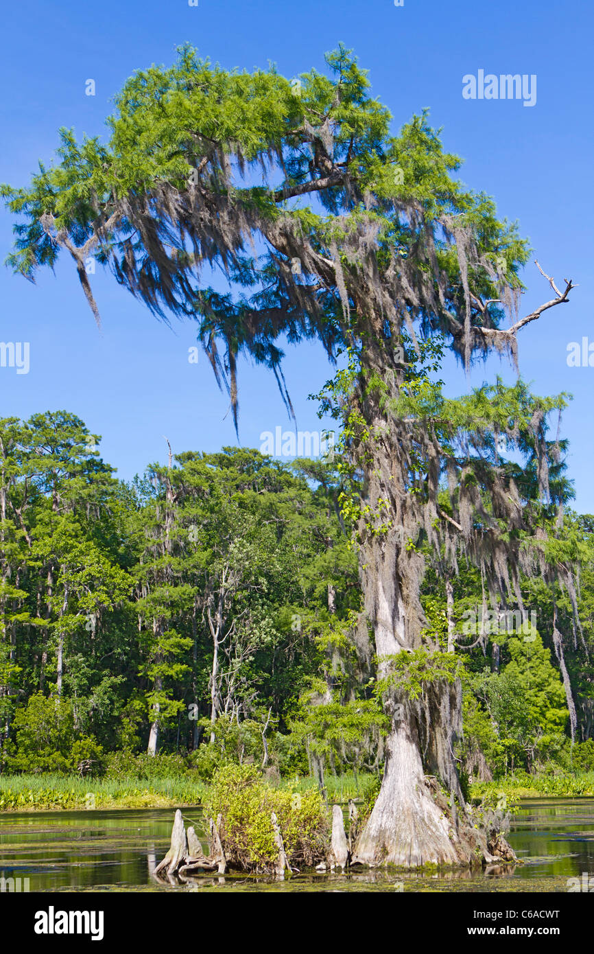 Cipresso calvo alberi con le ginocchia visibili lungo il fiume Wakulla, Florida Foto Stock