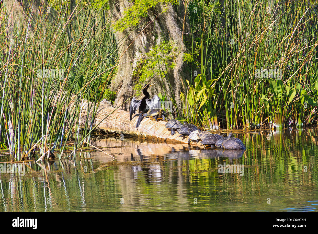 Anhinga uccello ali di asciugatura sul log a Wakulla Springs State Park Foto Stock