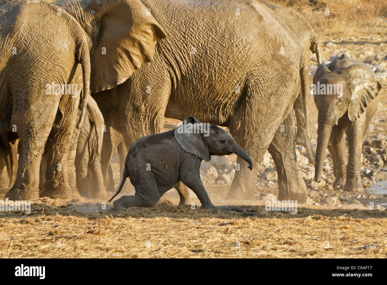 Branco di elefanti con vitello, Okaukuejo, il Parco Nazionale di Etosha, Namibia Foto Stock