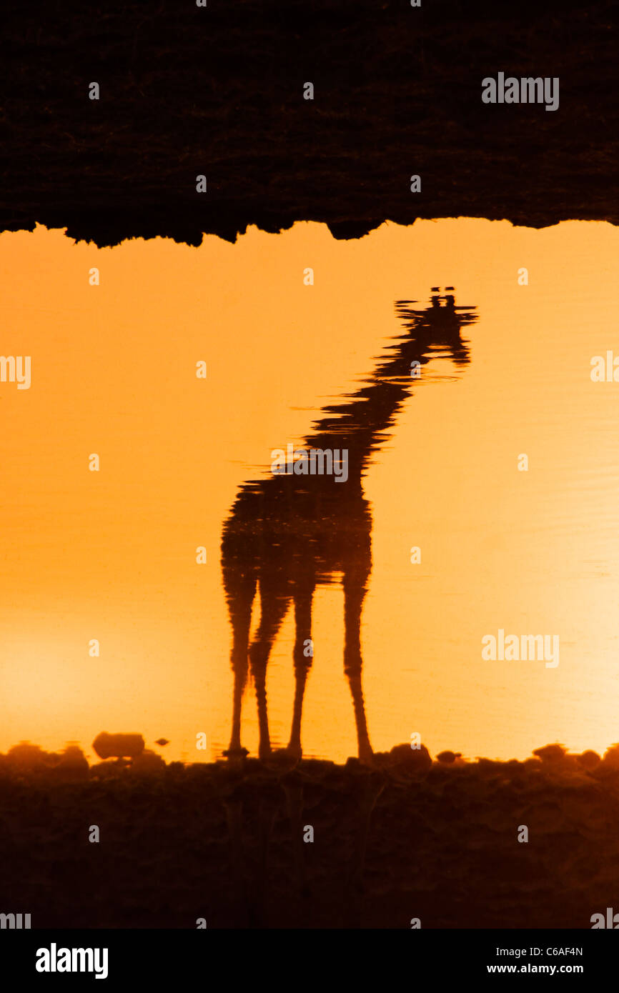 La giraffa riflessa in waterhole al tramonto, Etosha NP, Namibia Foto Stock