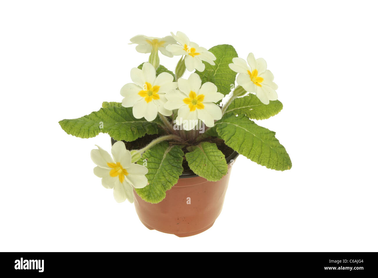 Primrose pianta con fiori crema isolata contro bianco Foto Stock