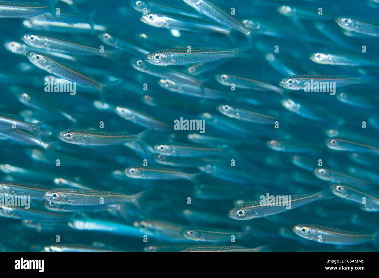 Scuola di esili Silversides, Hypoatherina barnesi, profilo North Male Atoll, Maldive Foto Stock