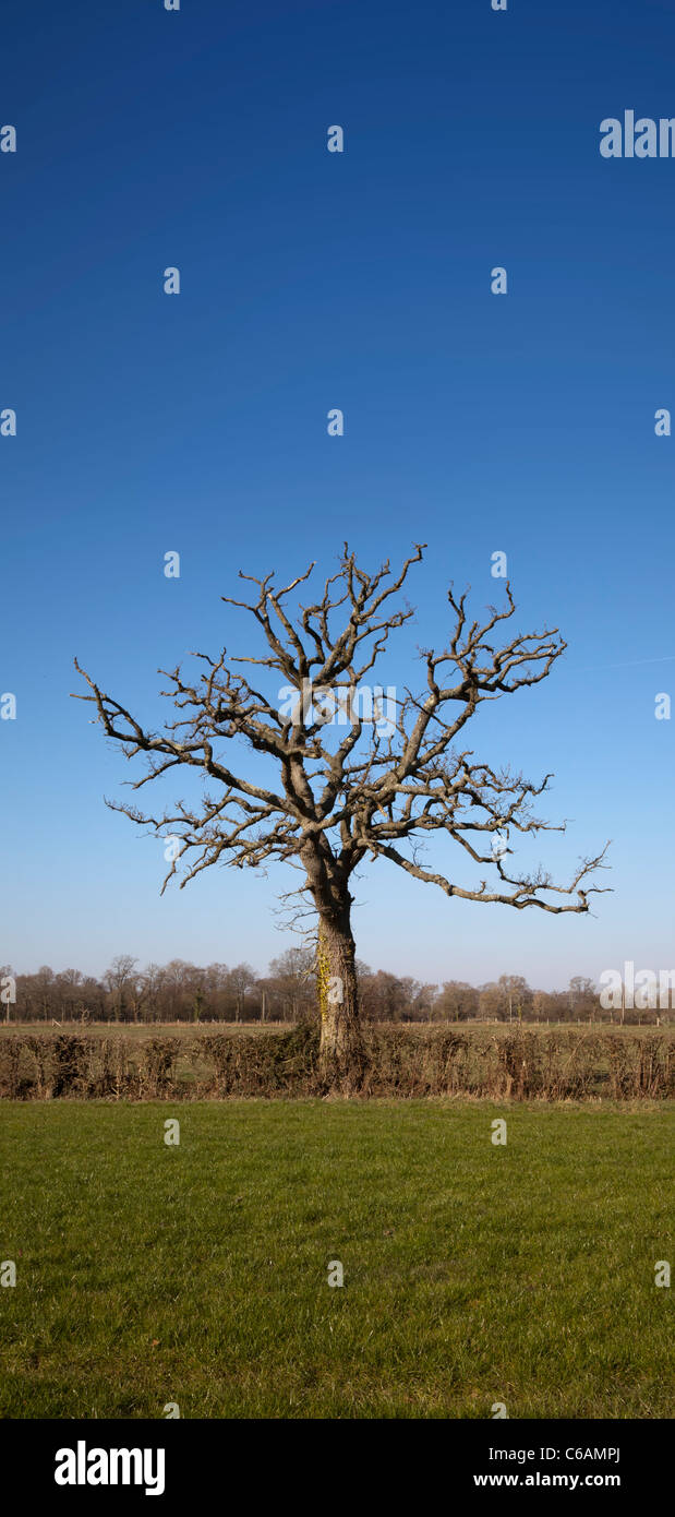 Lone albero morto rami stick campo cielo perfetto solo esanime silhouette singola isolata solo in remoto Foto Stock
