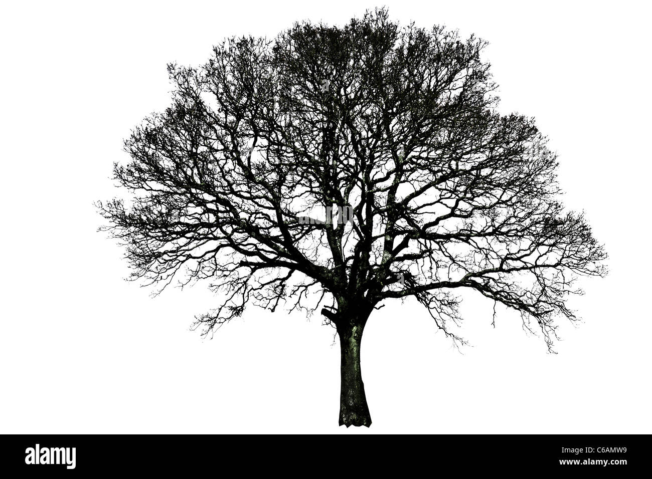 Silhouette ad albero singolo in bianco e nero la linea remoti isolati da soli inverno stark solitario Foto Stock
