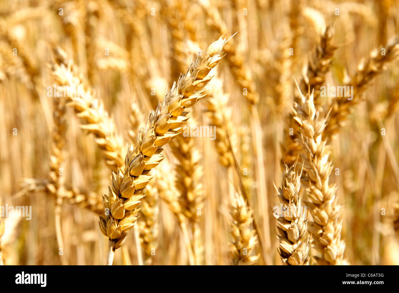 Mature, golden frumento Foto Stock