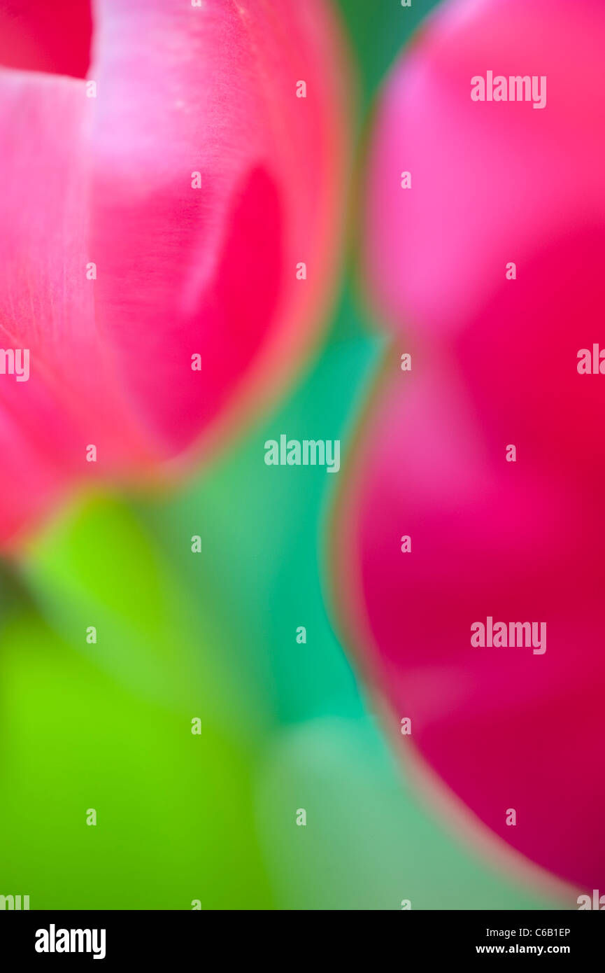 I tulipani Soft & Fiori Fuzzy Foto Stock