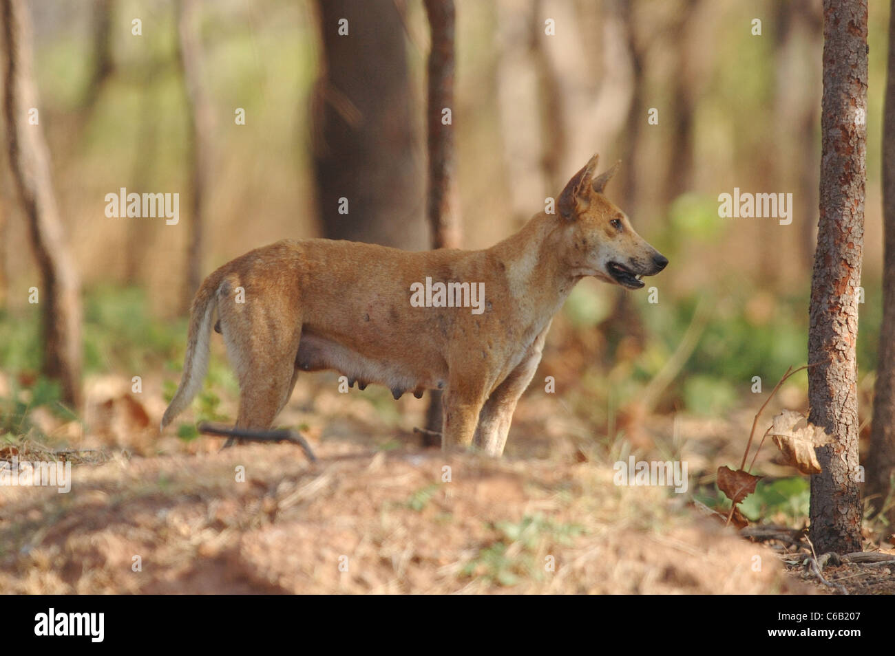 Femmina Dingo nel Parco Nazionale Kakadu, Australia settentrionale Foto Stock