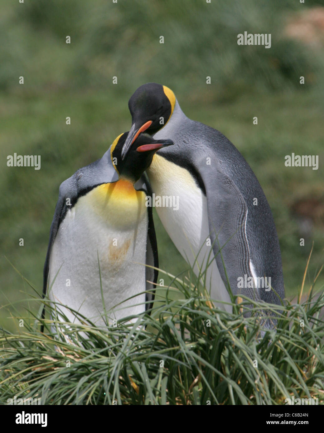 Pinguino reale giovane display affetto, Georgia del Sud Foto Stock