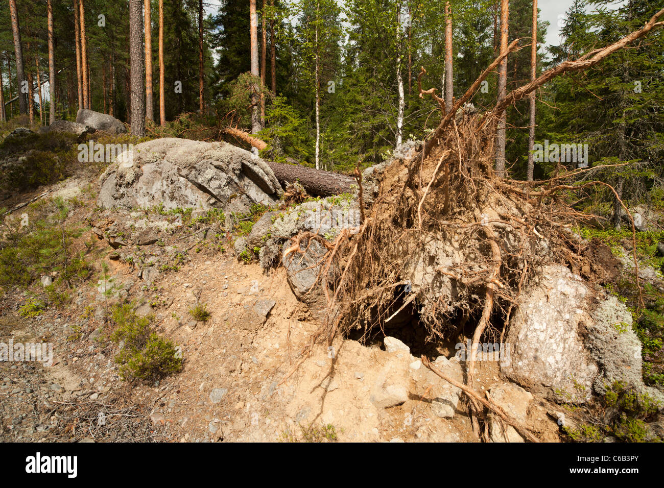 Danni alla tempesta nella foresta di taiga , caduta di pini , causati da forti venti , Finlandia Foto Stock