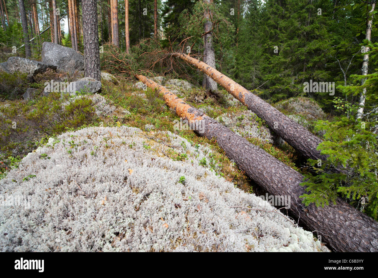 Danni alla tempesta nella foresta di taiga , alberi di pino caduti , causati da forti venti , Finlandia Foto Stock