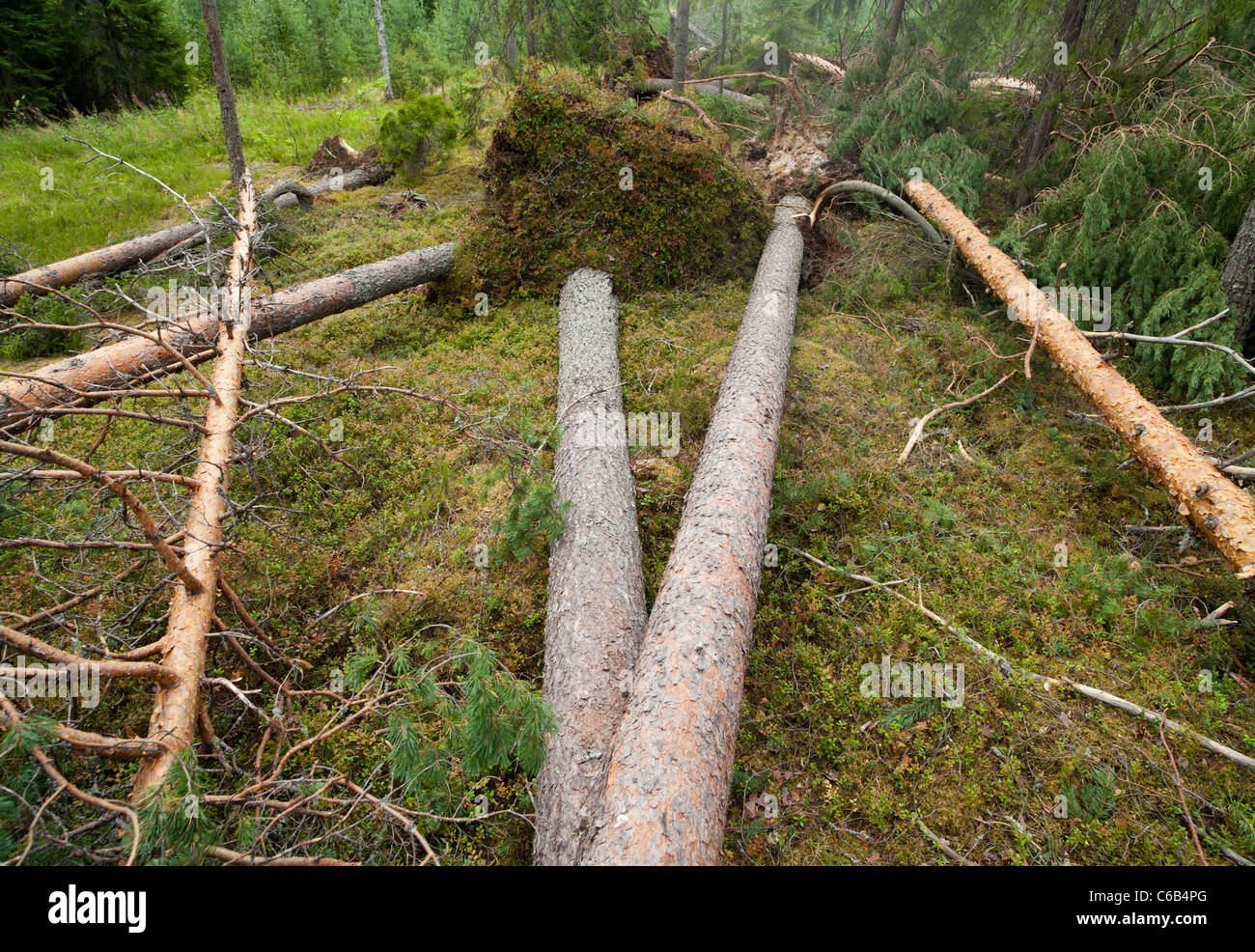 Danni alla tempesta nella foresta di taiga , causati da forti venti , alberi di pino caduti ( pinus sylvestris )Finlandia Foto Stock