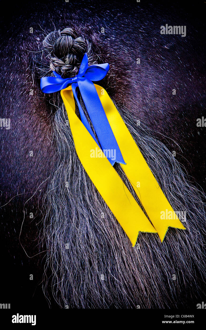 Il blu e il giallo nastri legati ordinatamente in un arco attorno ad un cavallo nero della coda a treccia al 2011 Hollowell Fiera a vapore Foto Stock