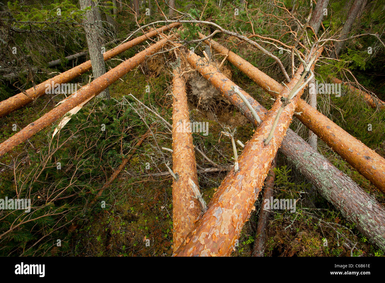 Danni alla tempesta nella foresta di taiga , alberi di pino caduto ( pinus sylvestris ) , causati da forti venti , Finlandia Foto Stock