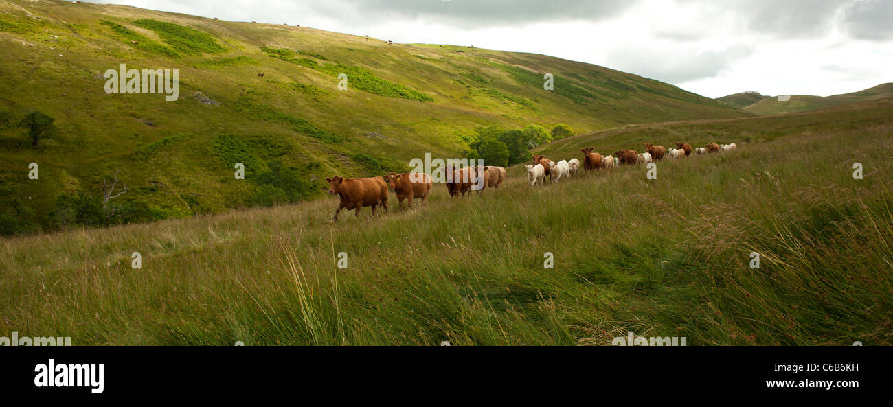 Colline altipiani del Sud le vacche in una linea voce verso il basso il lato di Glen masterizzare Glenmaddie vicino Sanquhar Nithsdale Scotland Regno Unito Foto Stock