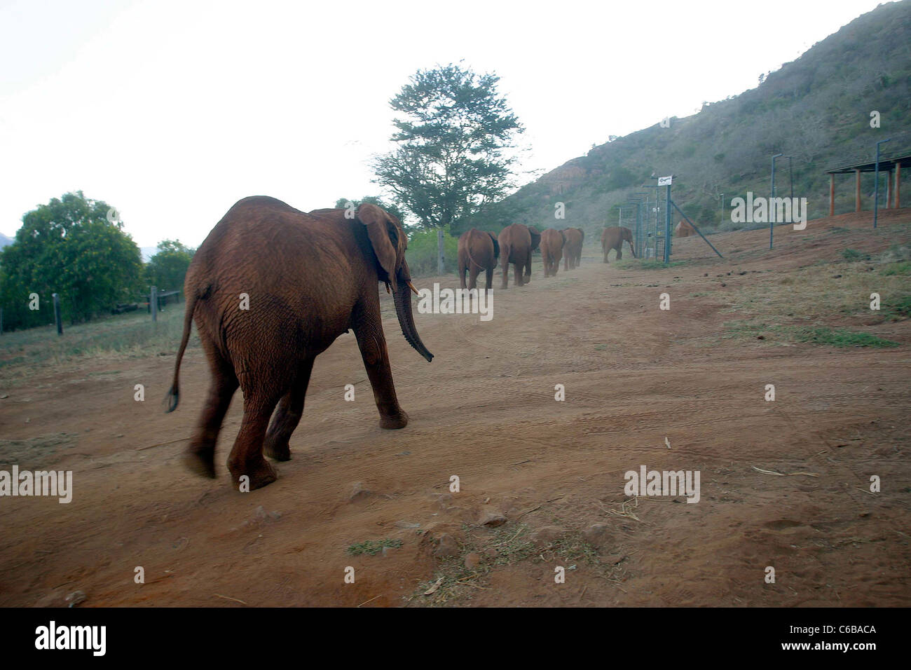 Gli elefanti tornando a dormire di Sheldrick l'Orfanotrofio degli Elefanti VOI NAIROBI Foto Stock