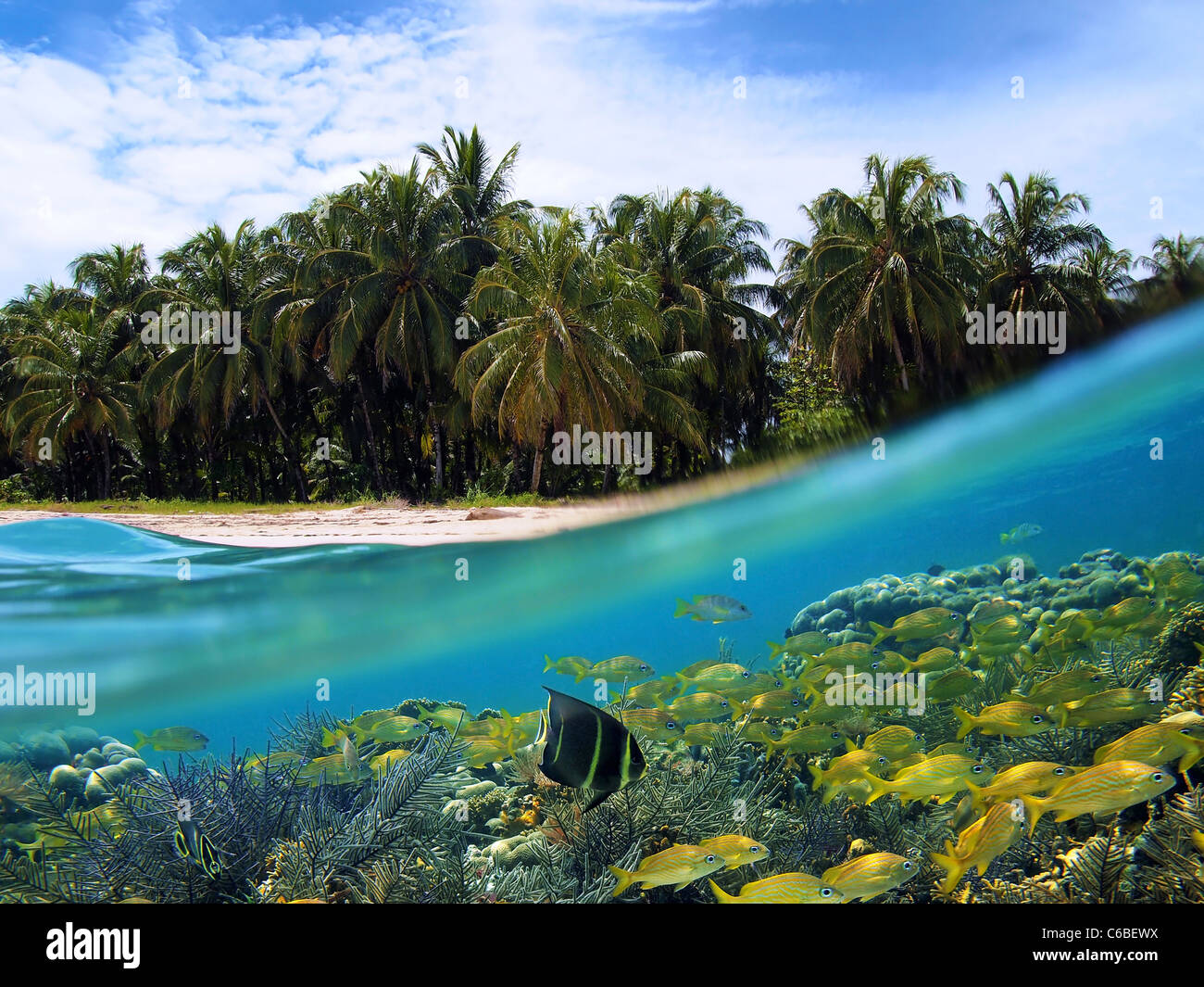 Superficie e vista subacquea con spiaggia, alberi di noci di cocco e scuola di pesce in corallo, Panama Foto Stock
