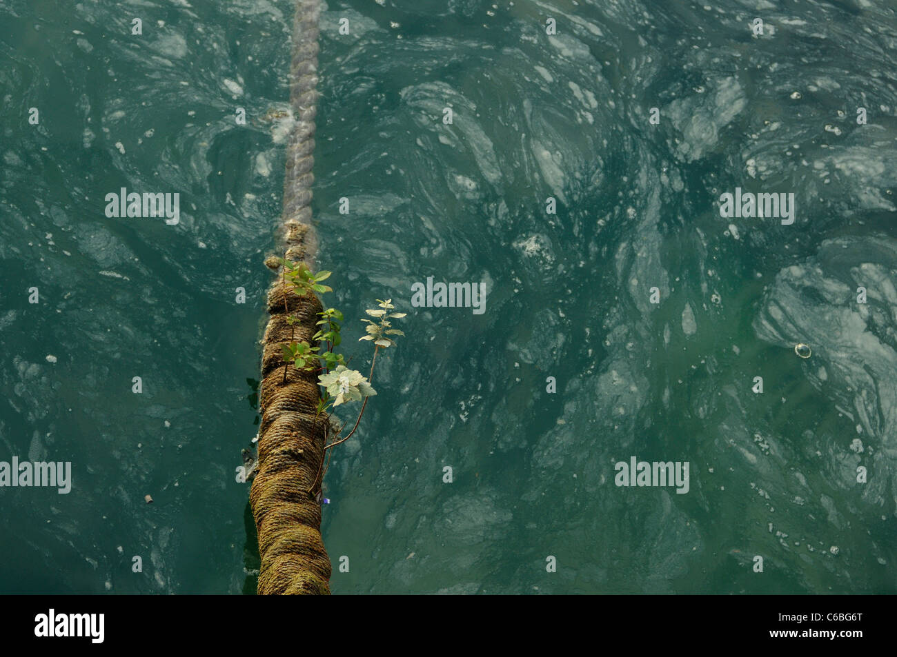Piante che crescono su una cima di ormeggio che affonda in acqua contaminata. Foto Stock